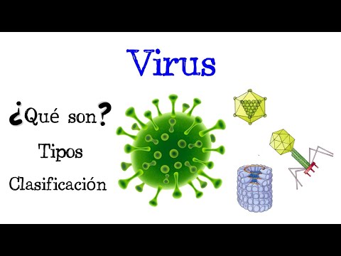 Clases de virus: ¿Cuántas hay y cuáles son?